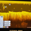 CARP ROYAL KING PRO